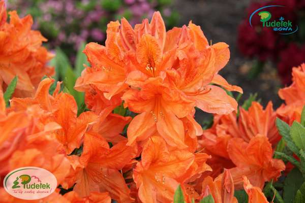 Azalia Polly Claessens